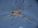 Argoctenus_ZZ476_D6376_Z_90_Brisbane_Australie