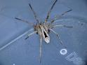Argoctenus_ZZ476_D6377_Z_89_Brisbane_Australie