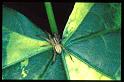 Zora_spinimana_RP0083_Z_75_Waterleidingduinen_Nederland
