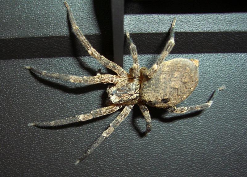 Zoropsis_spinimana_D4261_Z_85_Utrecht_Nederland.jpg