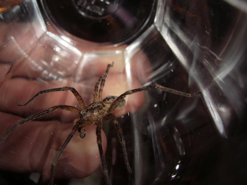 Zoropsis_spinimana_D4263_Z_84_Utrecht_Nederland.jpg