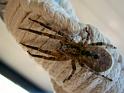 Zoropsis_spinimana_D4260_Z_80_Utrecht_Nederland