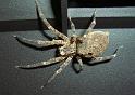 Zoropsis_spinimana_D4261_Z_85_Utrecht_Nederland