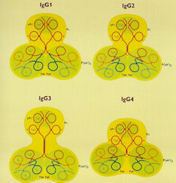 IgG subclasses