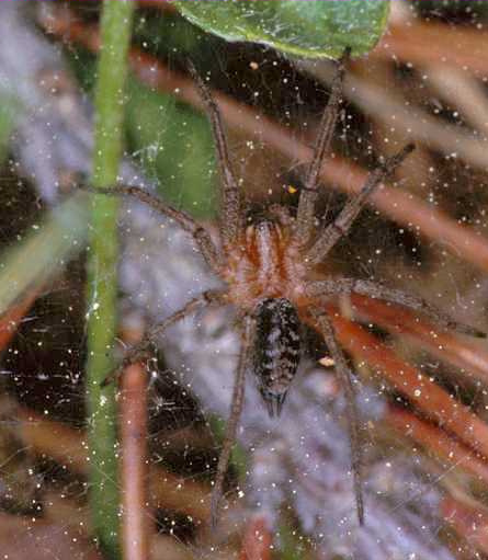 Allagelena (Agelena) gracilens