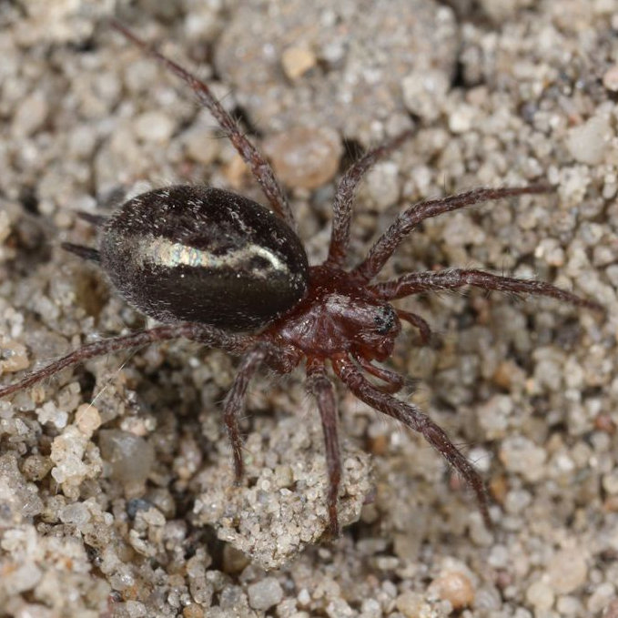 Agelena gracilens