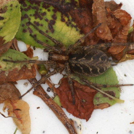 Allagelena (Agelena) gracilens