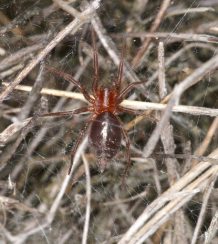Allagelena (Agelena) gracilens