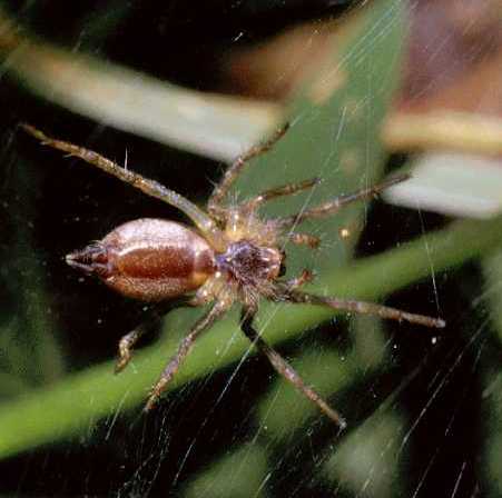 Allagelena (Agelena) gracilens