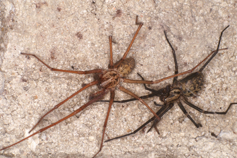 Eratigena atrica male and female