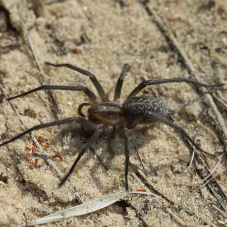 Histopona torpida