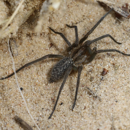Histopona torpida