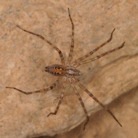 Tegenaria ferruginea