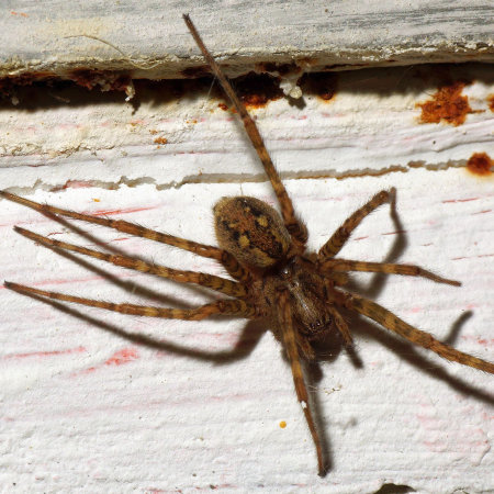 Tegenaria ferruginea