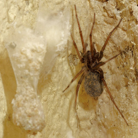 Tegenariaferruginea with egg-sac