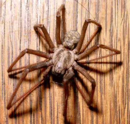 Tegenaria atrica