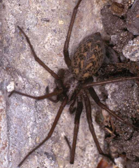 Eratigena atrica 