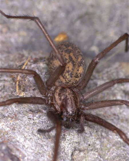 Eratigena atrica 