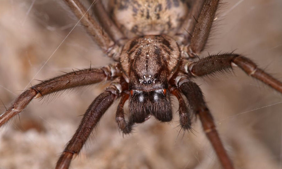 Eratigena ( Tegenaria) atrica