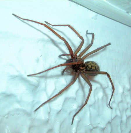 Eratigena atrica / duellica  