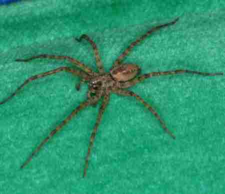 Tegenaria ferruginea
