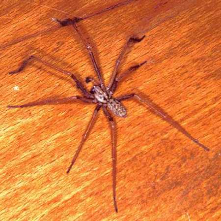 Tegenaria_parietina