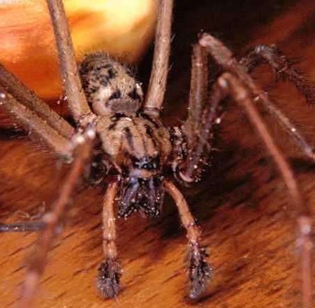 Tegenaria_parietina