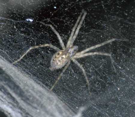 Tegenaria silvestris