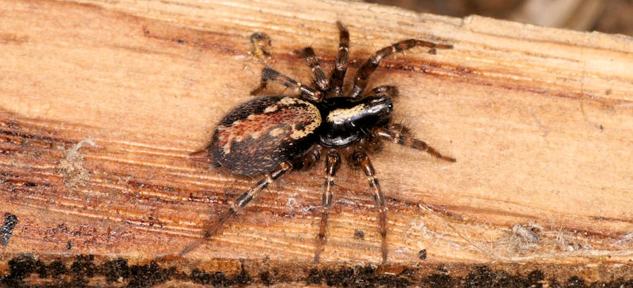 Textrix denticulata