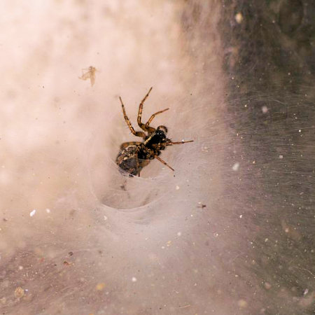 Textrix denticulata