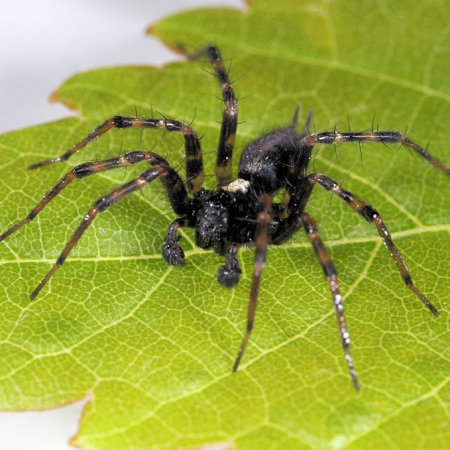Textrix denticulata