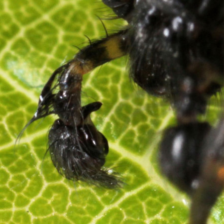Textrix denticulata