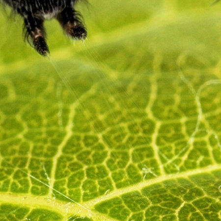 Web silk released from its spinnerets 