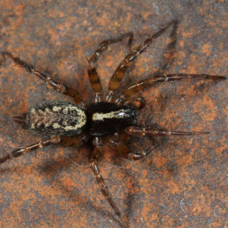 Textrix denticulata