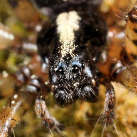 Textrix denticulata