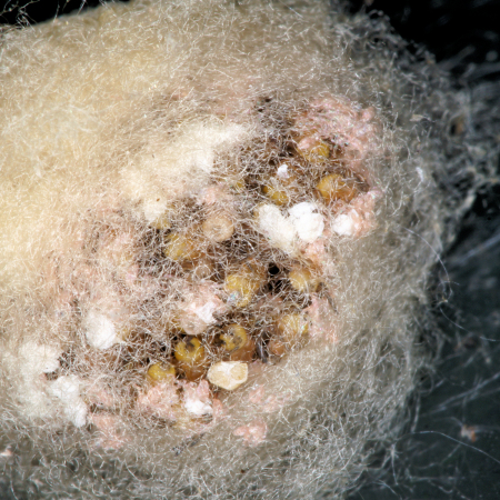 Amaurobius juveniel