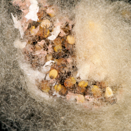 Amaurobius juveniel