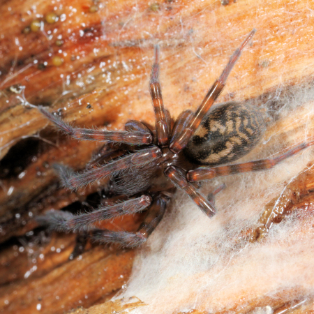 Amaurobius ferox
