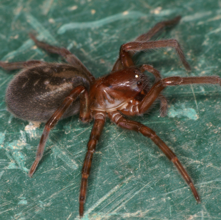 Coelotes terrestris
