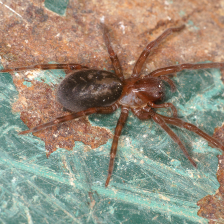 Coelotes terrestris