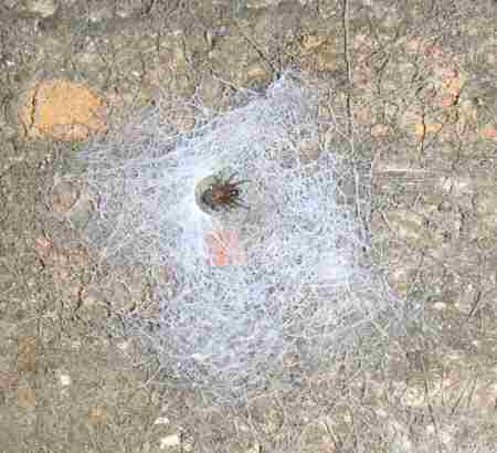 Web