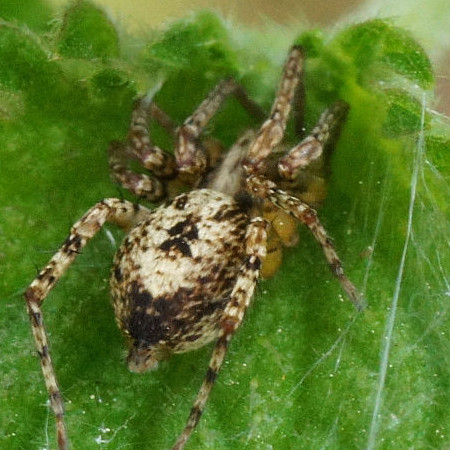 Anyphaena accentuata