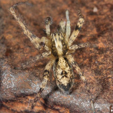 Anyphaena accentuata