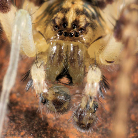 Anyphaena accentuata