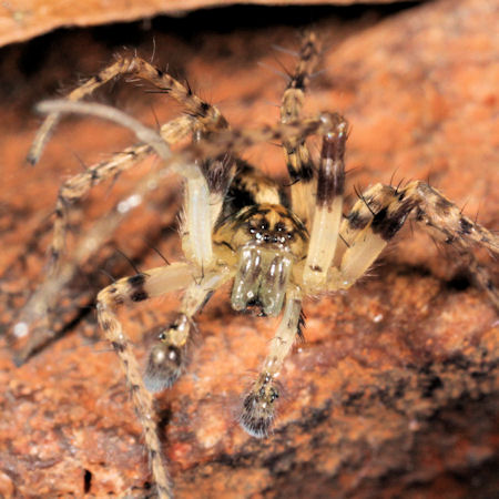 Anyphaena accentuata