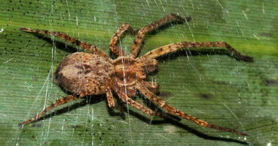 Anyphaena accentuata