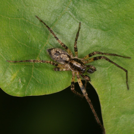 Anyphaena accentuata