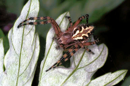 Aculepeira_armida