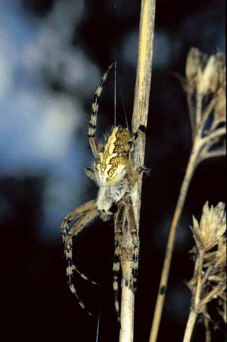 Aculepeira_ceropegia