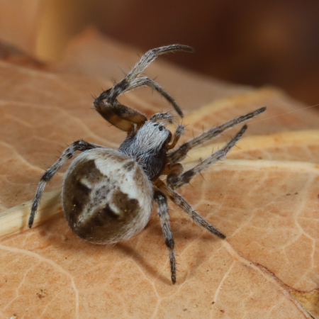 Agalenatea redii